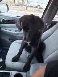 Found/Stray Male Dog last seen Red Rocks Community College, Lakewood, CO 80228