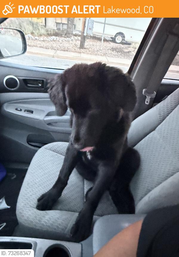Found/Stray Male Dog last seen Red Rocks Community College, Lakewood, CO 80228