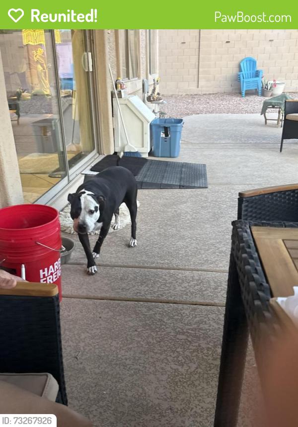 Reunited Female Dog last seen S San Gabriel and W Sweet Acacia Dr, Goodyear, AZ 85338