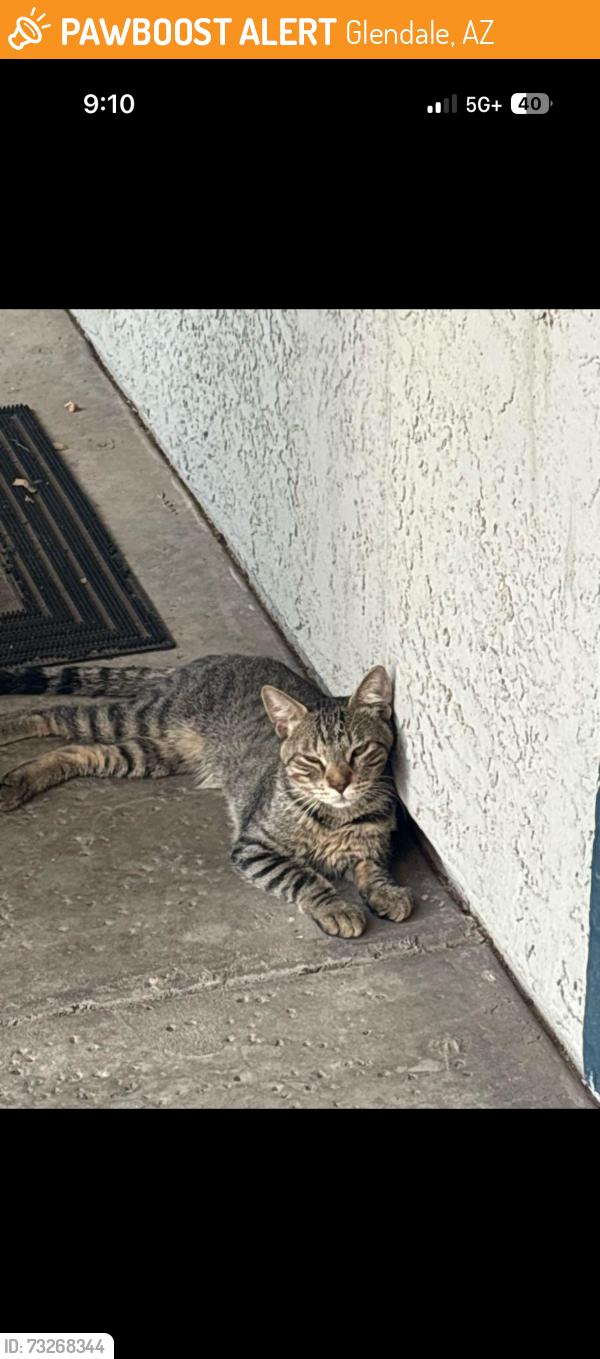 Found/Stray Male Cat last seen 67th and glendale, Glendale, AZ 85303