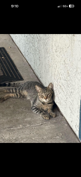 Found/Stray Male Cat last seen 67th and glendale, Glendale, AZ 85303