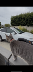 Found/Stray Unknown Cat last seen Corner of Santa Fe and San Dieguito, Encinitas, CA 92024