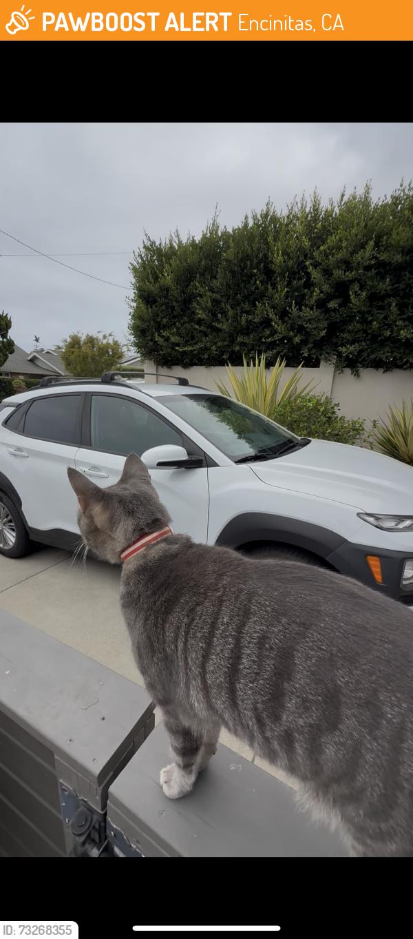 Found/Stray Unknown Cat last seen Corner of Santa Fe and San Dieguito, Encinitas, CA 92024