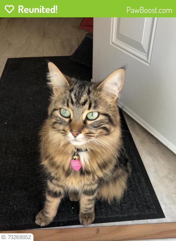 Reunited Male Cat last seen Locust & 45th, Philadelphia, PA 19139