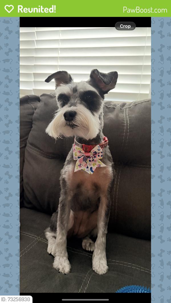 Reunited Female Dog last seen Eugene street and Amboy road , ran into woods, Staten Island, NY 10309