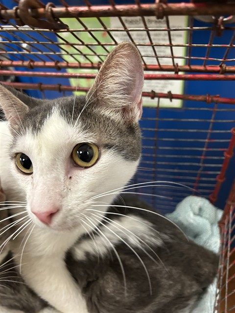 Shelter Stray Unknown Cat last seen MARTIN LUTHER KING JR BLVD/35TH AVE, 95824, 3839 Bradshaw Rd, Sacramento, CA 95827, USA