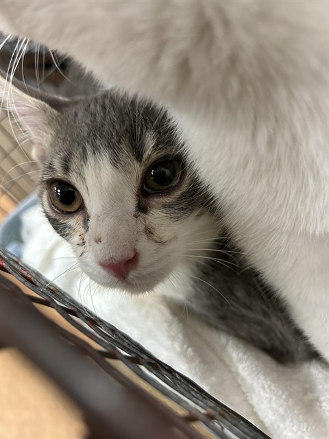 Shelter Stray Unknown Cat last seen MARTIN LUTHER KING JR BLVD/35TH AVE, 95824, 3839 Bradshaw Rd, Sacramento, CA 95827, USA