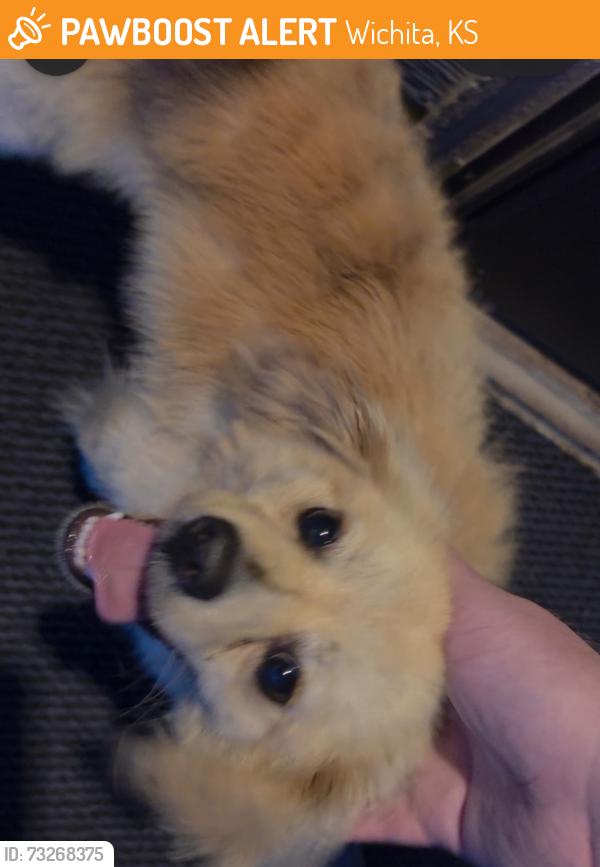 Found/Stray Male Dog last seen 31st and McClean, Wichita, KS 67217