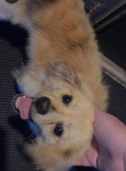 Found/Stray Male Dog last seen 31st and McClean, Wichita, KS 67217
