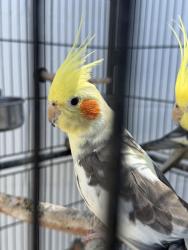 Lost Male Other last seen Around Garden Grove, CA near Anaheim, Garden Grove, CA 92840