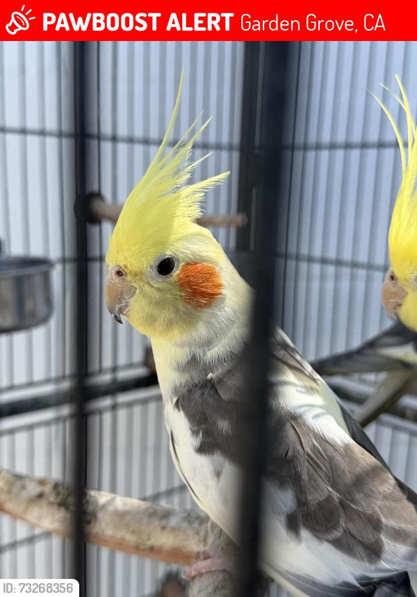 Lost Male Other last seen Around Garden Grove, CA near Anaheim, Garden Grove, CA 92840