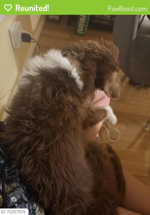Reunited Male Dog last seen Grant & 25th, Tacoma, WA 98405