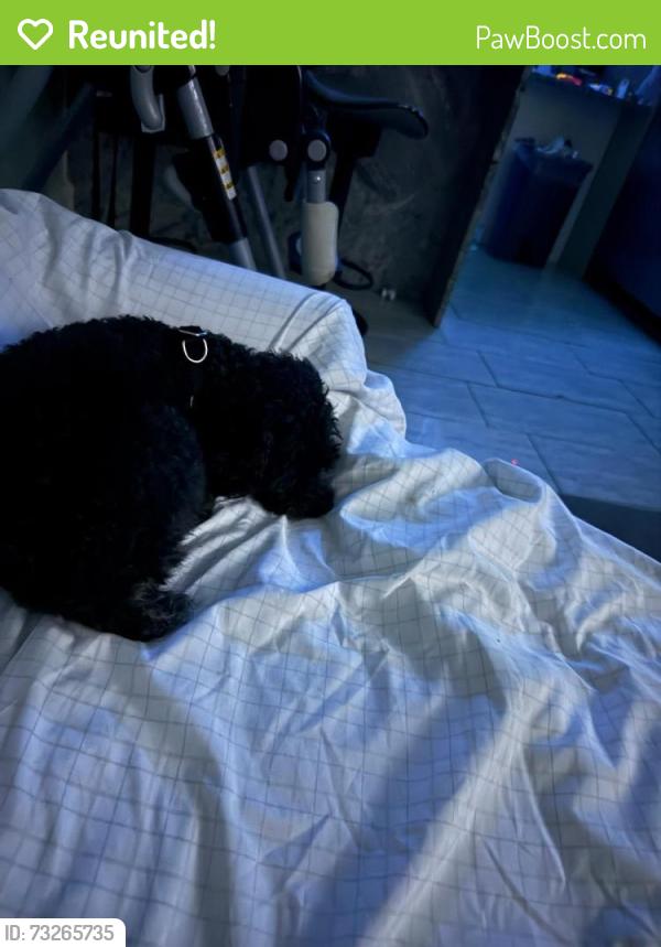 Reunited Male Dog last seen Near Hutton pl Baltimore Md 21207, Baltimore, MD 21207