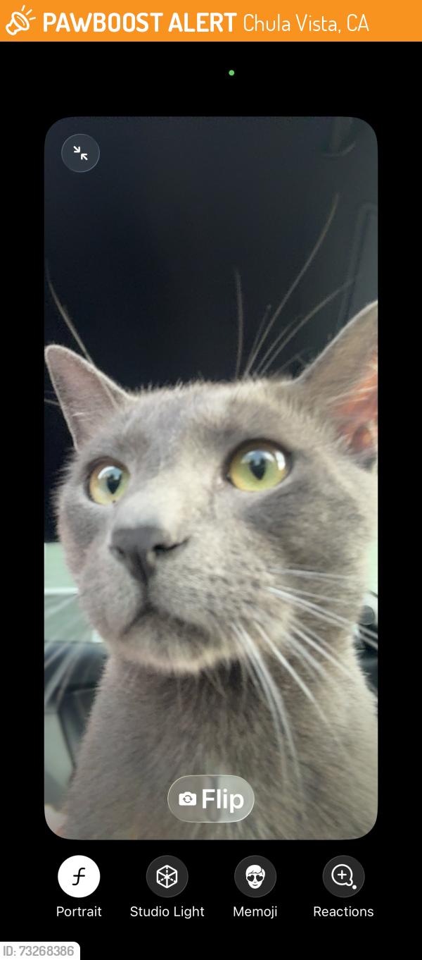 Found/Stray Unknown Cat last seen Otay Ranch Mall, Chula Vista, CA 91913