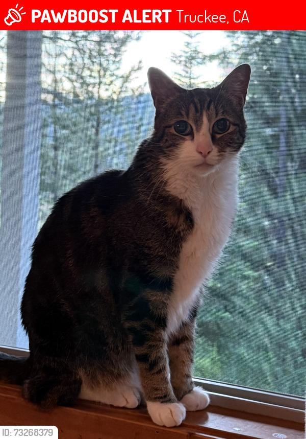 Lost Male Cat last seen Sierra Meadows, Truckee, CA 96161