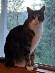 Lost Male Cat last seen Sierra Meadows, Truckee, CA 96161