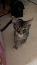 Lost Male Cat last seen Buzby Rd and Clarke dr, Abbotsford, BC 98295