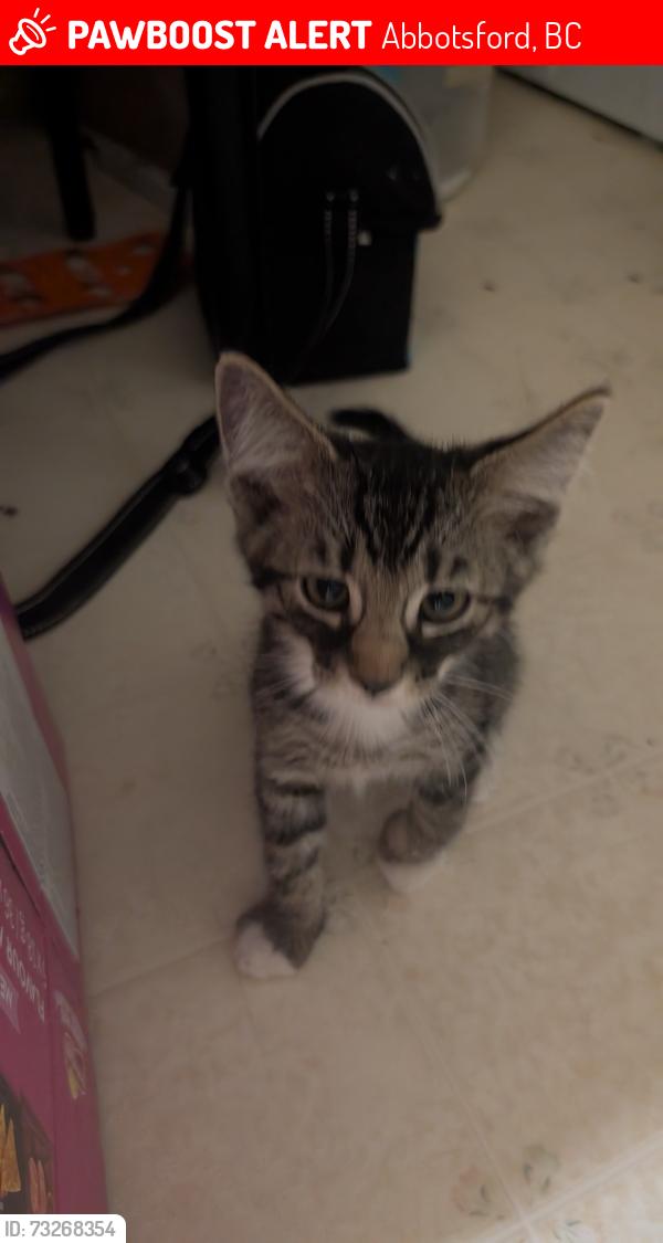 Lost Male Cat last seen Buzby Rd and Clarke dr, Abbotsford, BC 98295