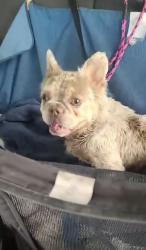 Found/Stray Unknown Dog last seen Alta and Rainbow, Las Vegas, NV 89107