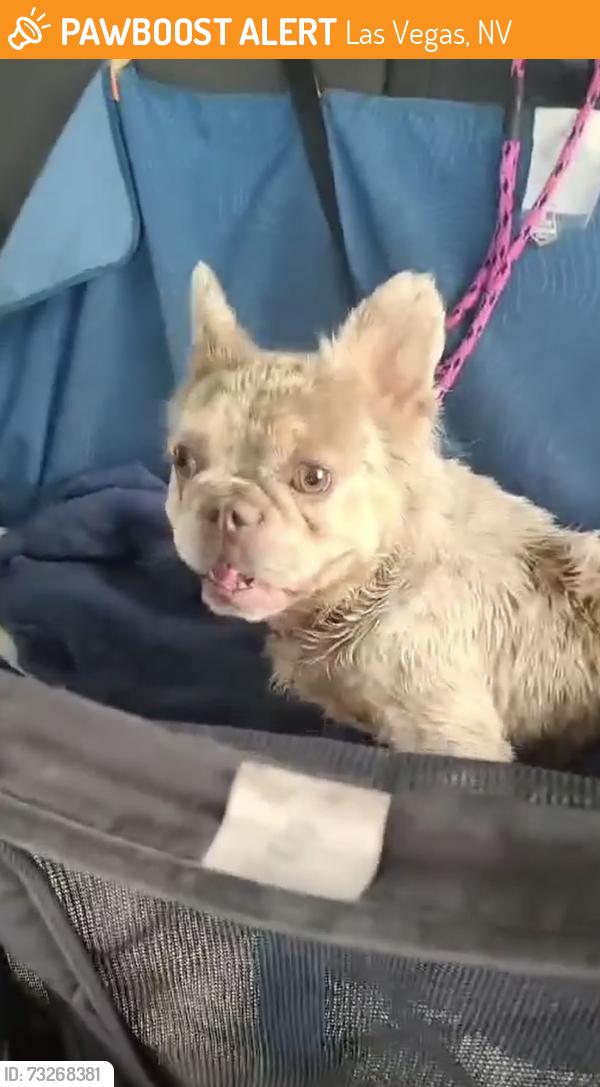 Found/Stray Unknown Dog last seen Alta and Rainbow, Las Vegas, NV 89107