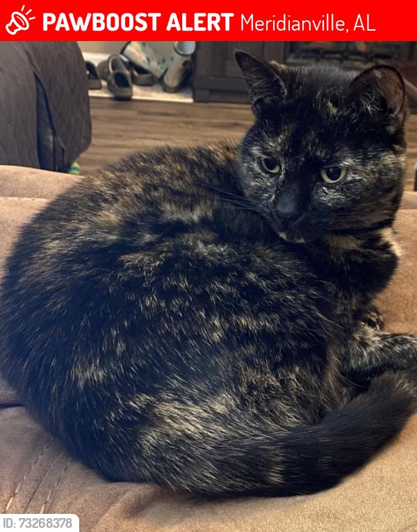 Lost Female Cat last seen Neighborhood behind Publix on Hwy 231 running SB, Meridianville, AL 35759