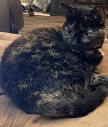 Lost Female Cat last seen Neighborhood behind Publix on Hwy 231 running SB, Meridianville, AL 35759