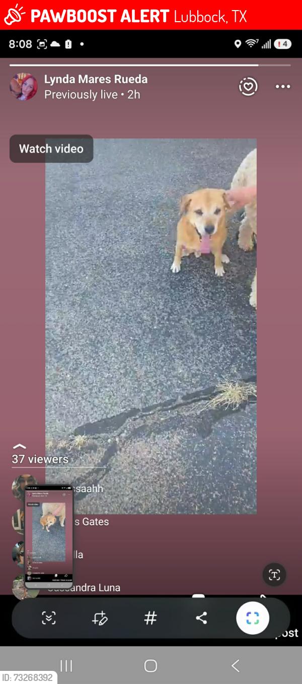 Lost Male Dog last seen 63rd and Toledo, Lubbock, TX 79414