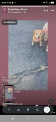 Lost Male Dog last seen 63rd and Toledo, Lubbock, TX 79414