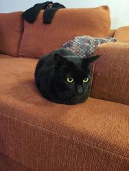 Reunited Male Cat last seen Armorlite Dr & Bingham Dr, San Marcos, CA 92069