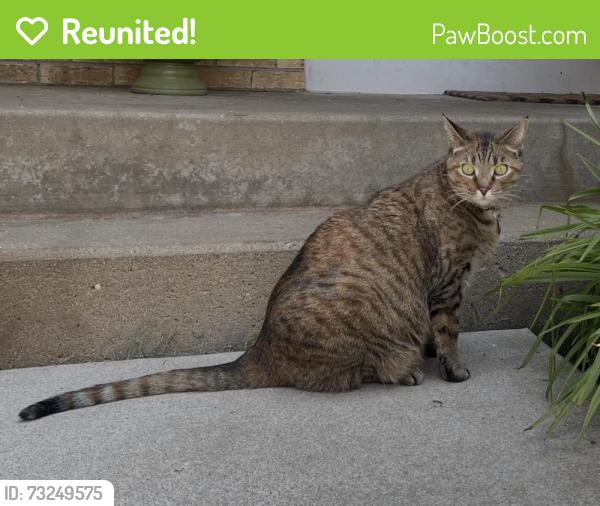 Reunited Female Cat last seen E Streamwood Blvd and Cedarcrest Dr, Streamwood, IL 60107