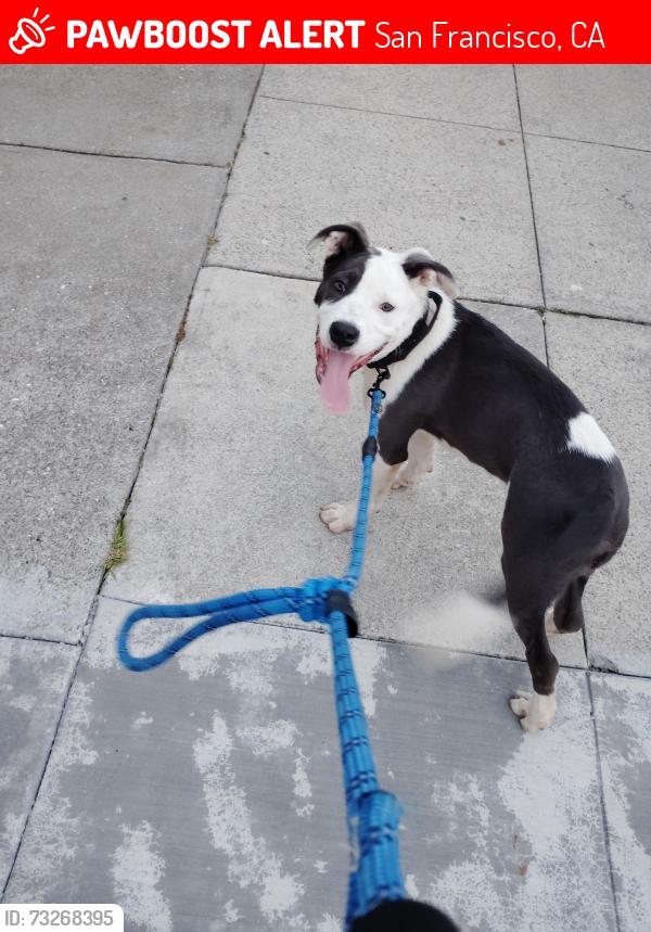 Lost Male Dog last seen Folsom, San Francisco, CA 94110