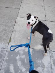 Lost Male Dog last seen Folsom, San Francisco, CA 94110