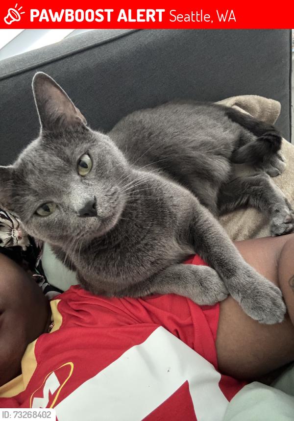 Lost Male Cat last seen Meridian, Seattle, WA 98133