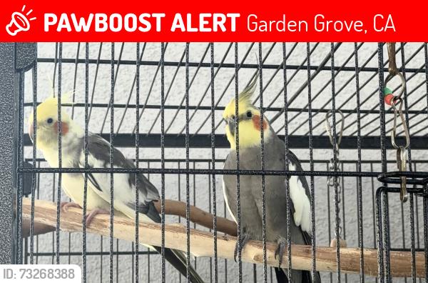 Lost Male Bird last seen Garden Grove near Anaheim, Garden Grove, CA 92840