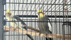 Lost Male Bird last seen Garden Grove near Anaheim, Garden Grove, CA 92840