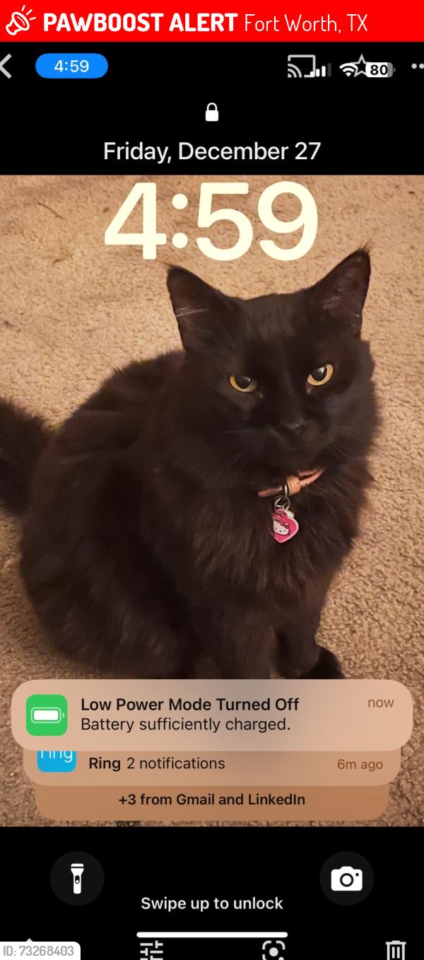 Lost Female Cat last seen Trimble & Sheridan, Fort Worth, TX 76134