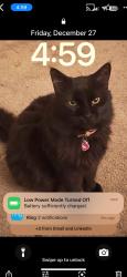 Lost Female Cat last seen Trimble & Sheridan, Fort Worth, TX 76134