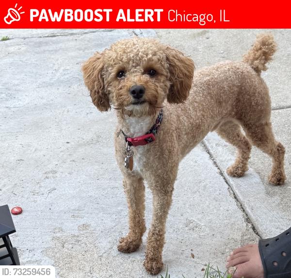 Lost Male Dog last seen 53rd and Kedzie, Chicago, IL 60632