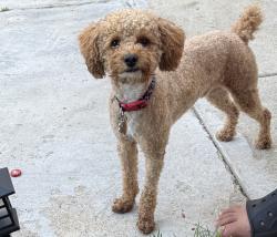 Lost Male Dog last seen 53rd and Kedzie, Chicago, IL 60632