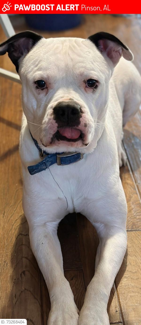 Lost Male Dog last seen Old Bradford RD, Pinson, AL 35126