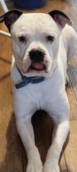 Lost Male Dog last seen Old Bradford RD, Pinson, AL 35126