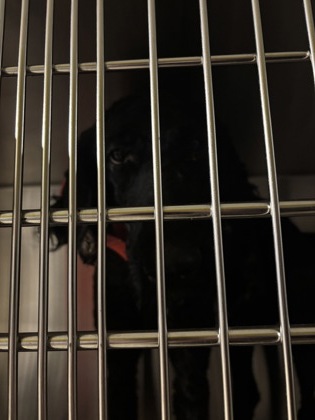 Shelter Stray Male Dog last seen 1314-1105 Donald Lee Hollowell Pkwy NW, Atlanta,, 1251 Fulton Industrial Blvd NW, Atlanta, GA 30336, USA