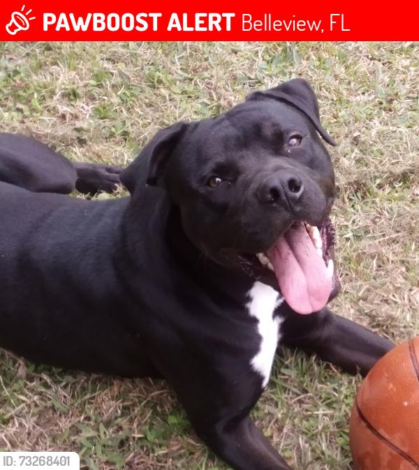 Lost Male Dog last seen SE 115th St Belleview FL, Belleview, FL 34420