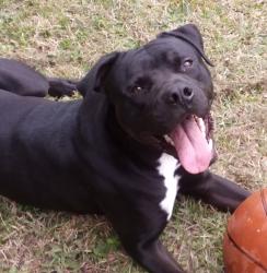 Lost Male Dog last seen SE 115th St Belleview FL, Belleview, FL 34420