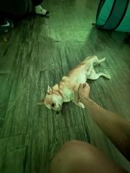 Lost Male Dog last seen n 6th ave, Lebanon, PA 17046