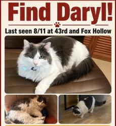 Lost Male Cat last seen 43rd fox hollow, Eugene, OR 97405