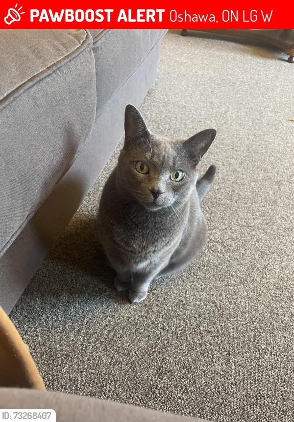 Lost Female Cat last seen Wilson Village 767 Wilson RD N and Cricklewood Dr Oshawa, Oshawa, ON L1G 7W3