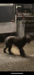 Reunited Unknown Dog last seen Near Watt Ave, North Highlands, CA 95660, USA, North Highlands, CA 95660