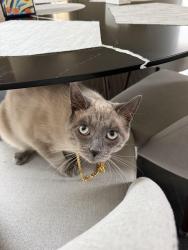 Reunited Male Cat last seen 41.36188° N, 74.12450° W, Woodbury, NY 10930