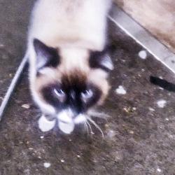Lost Male Cat last seen 25th and lincoln ave., Ogden, UT 84401